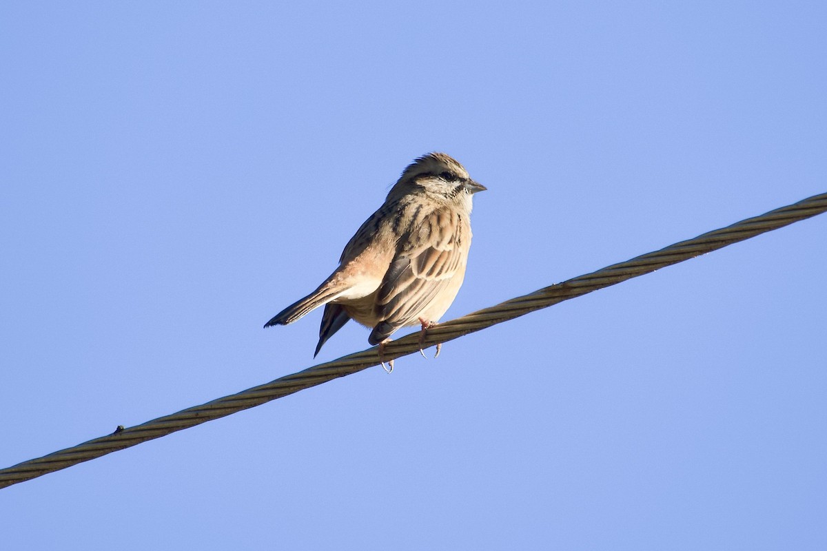 Escribano Montesino - ML646392585