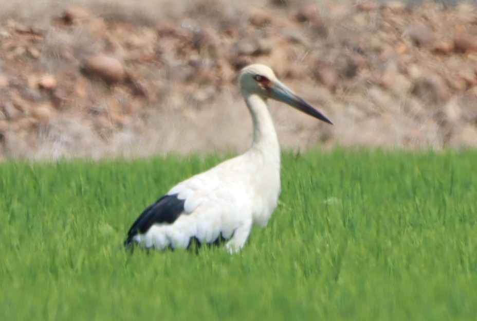 Cigüeña Maguari - ML646392586