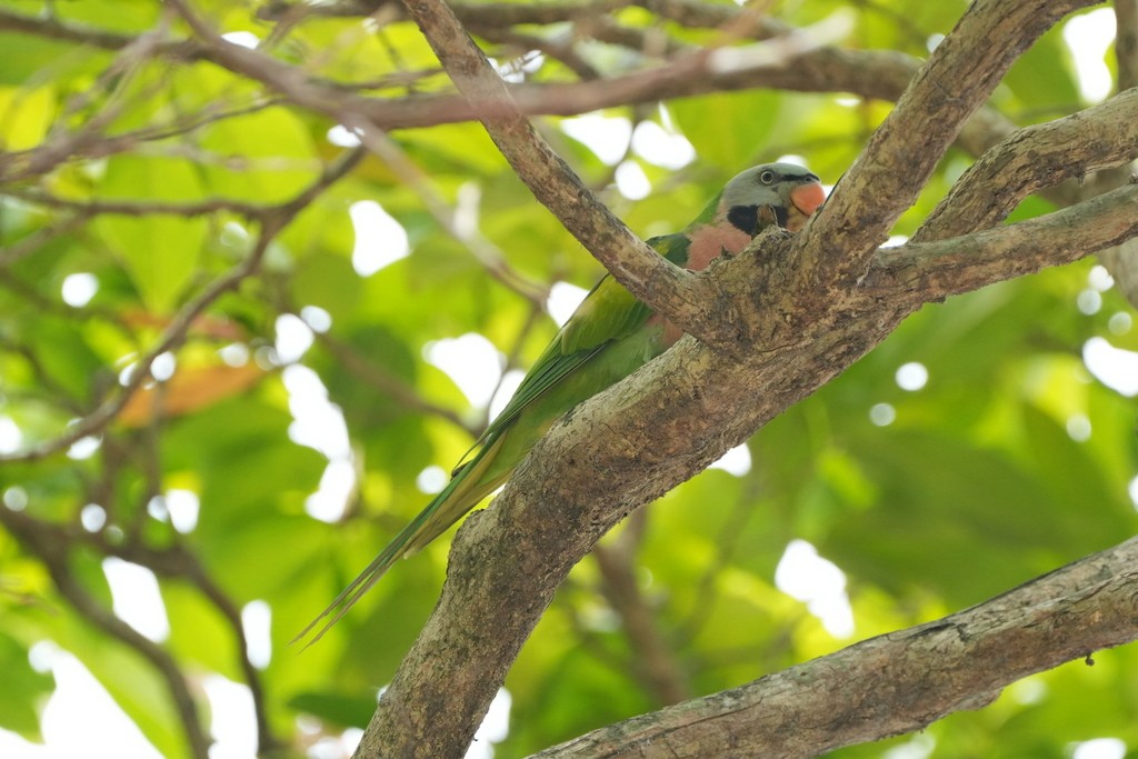 Cotorra Pechirroja - ML646392587