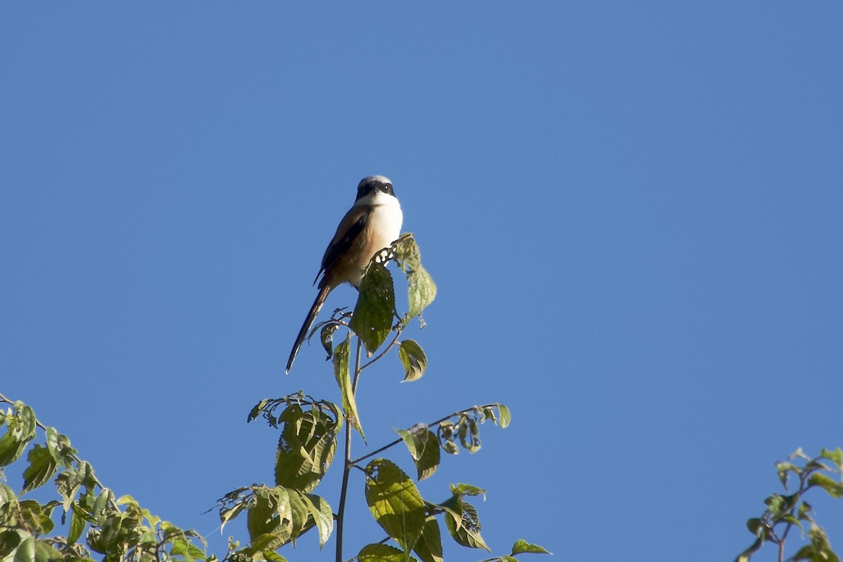 Long-tailed Shrike - ML646392590
