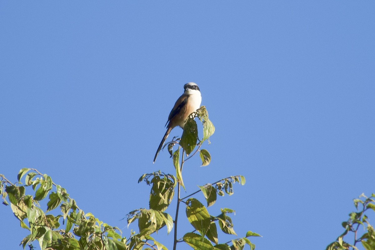 Long-tailed Shrike - ML646392591