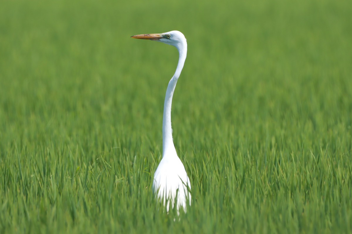 Great Egret - ML646392592