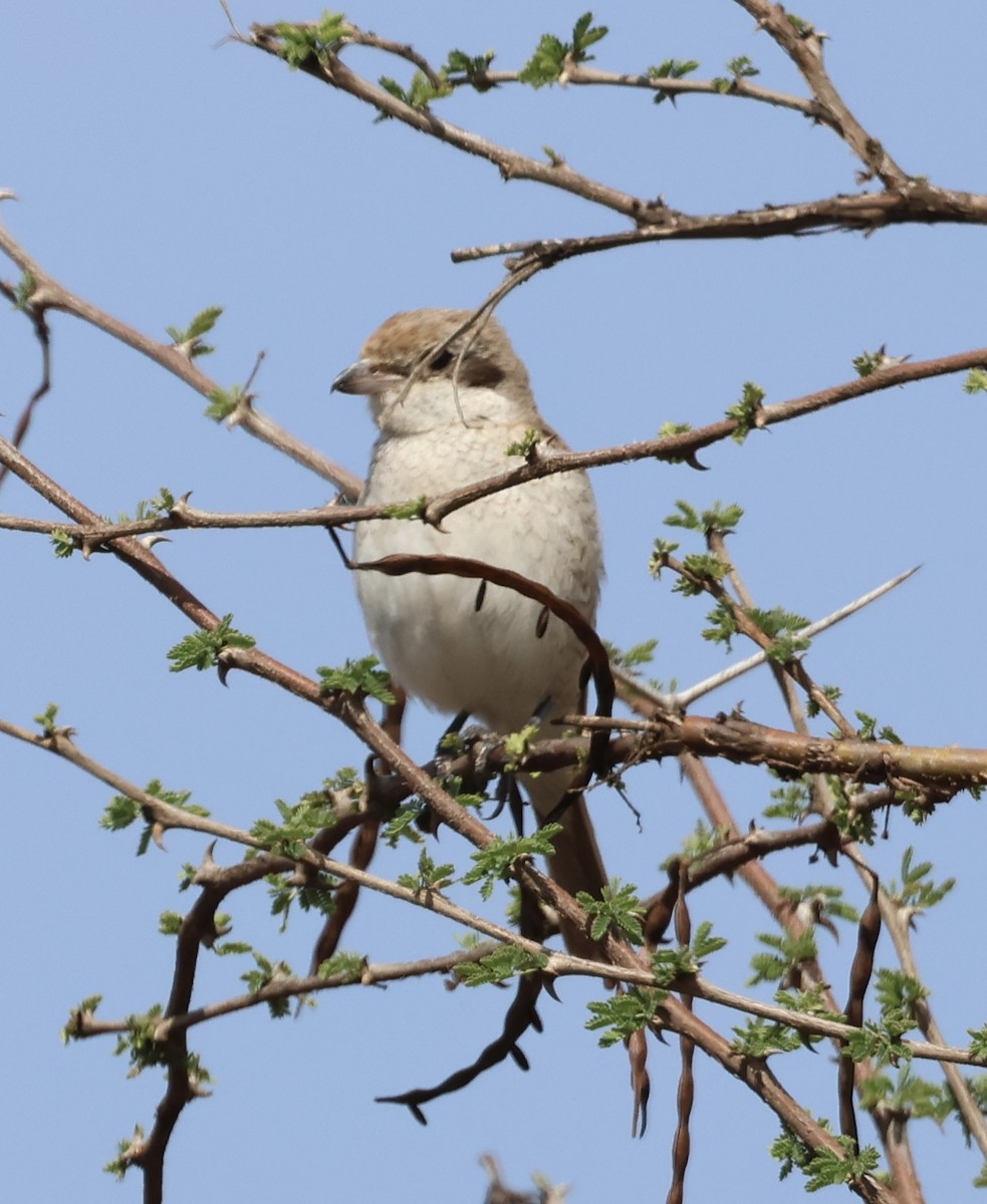 Isabellwürger - ML646392594