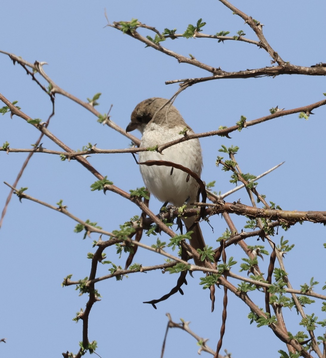 Isabellwürger - ML646392595