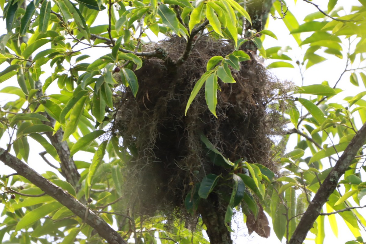 Crested Becard - ML646392596