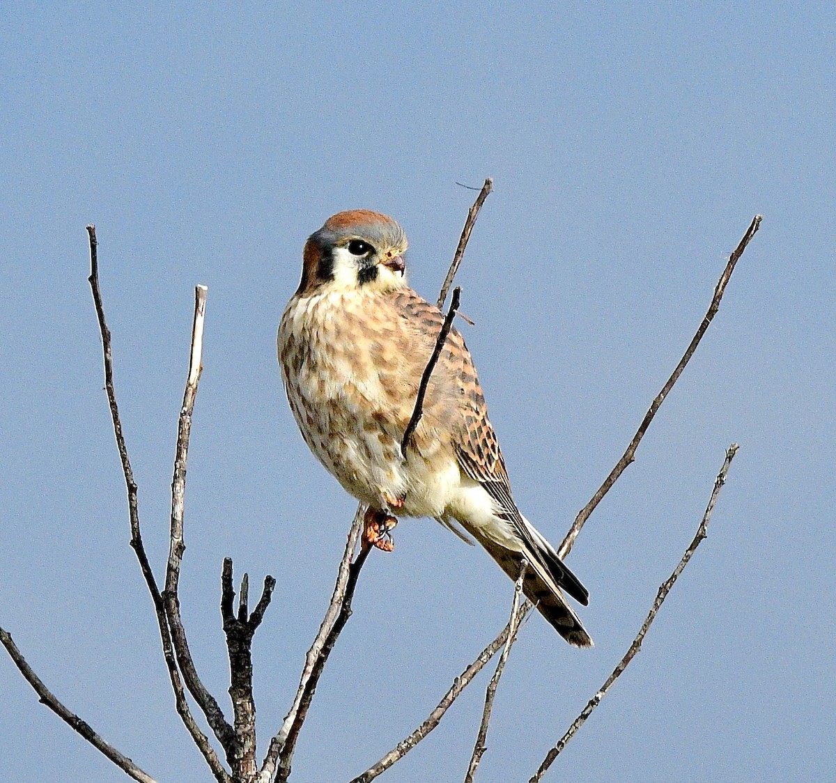 American Kestrel - ML646392597