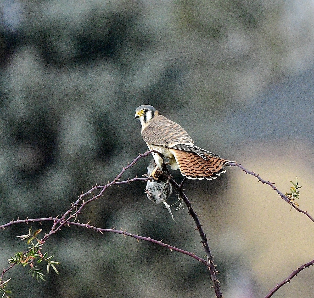 American Kestrel - ML646392598