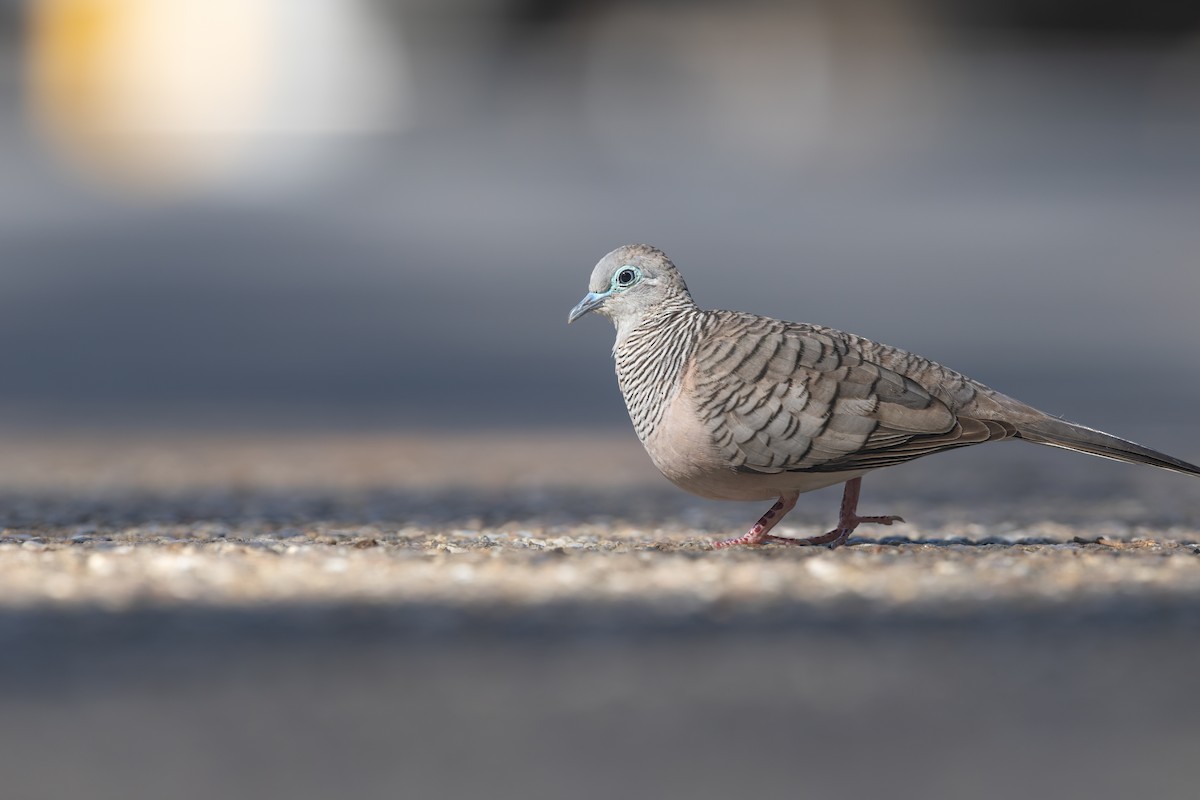 Peaceful Dove - ML646392599