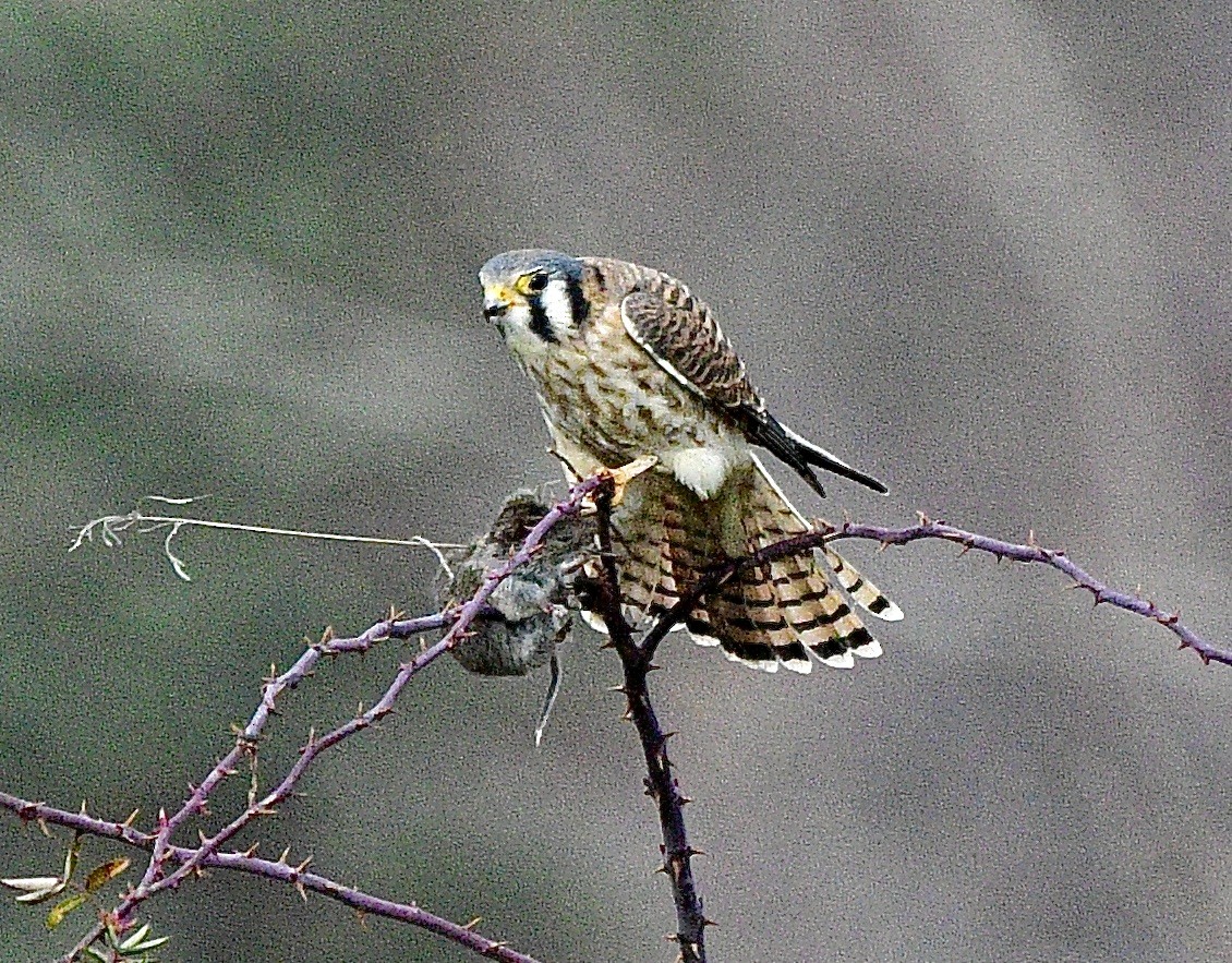 American Kestrel - ML646392600