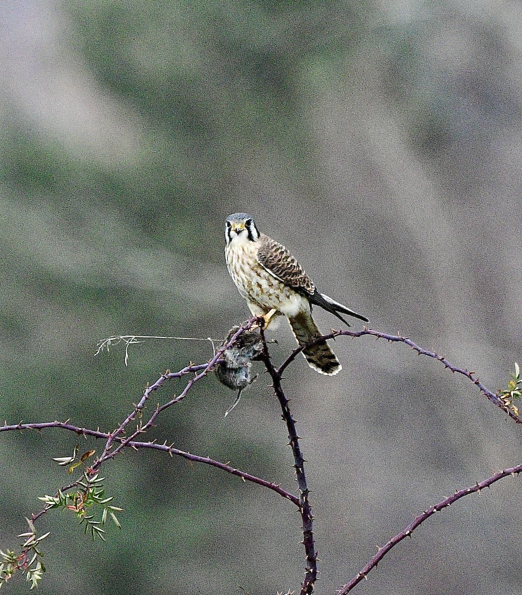 American Kestrel - ML646392601