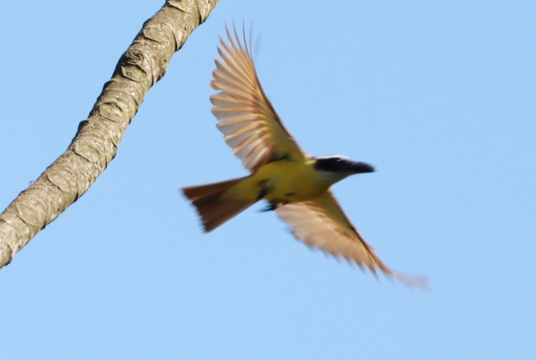 Boat-billed Flycatcher - ML646392604