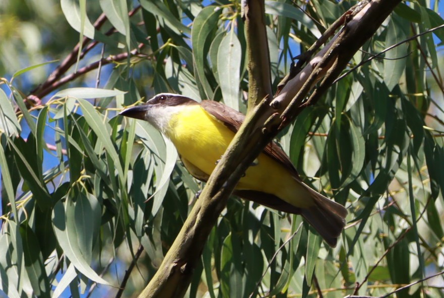 Boat-billed Flycatcher - ML646392605