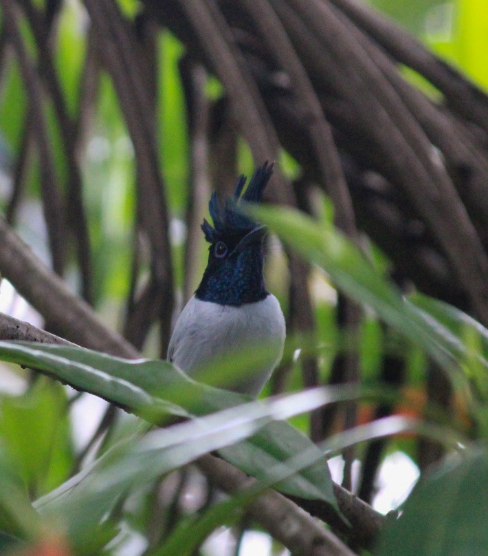 Indian Paradise-Flycatcher - ML646392606