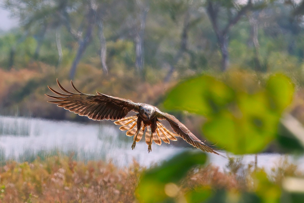 Eastern Marsh Harrier - ML646392609