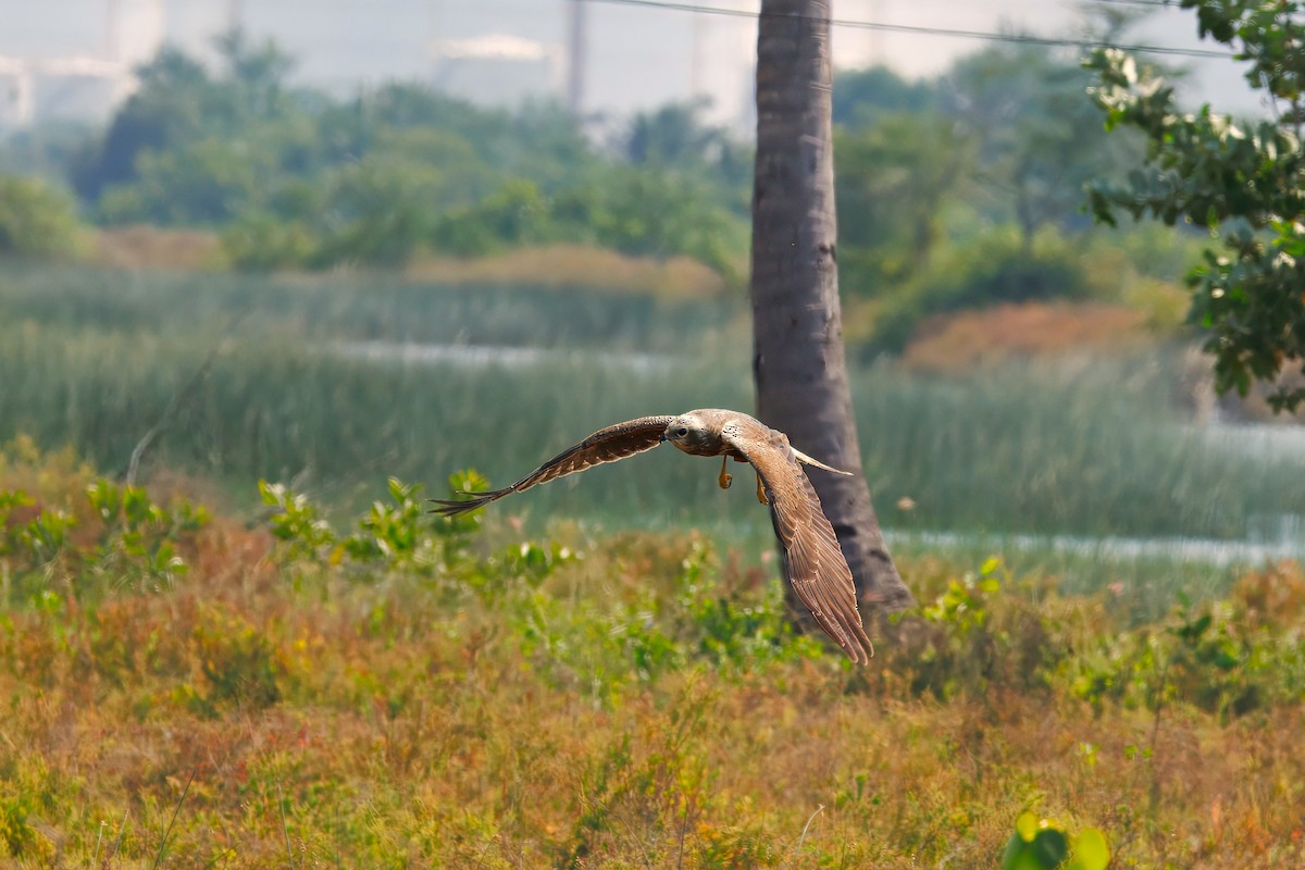 Eastern Marsh Harrier - ML646392610