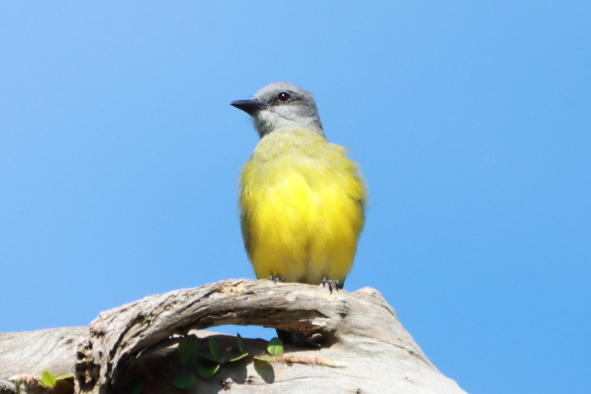 Tropical Kingbird - ML646392611