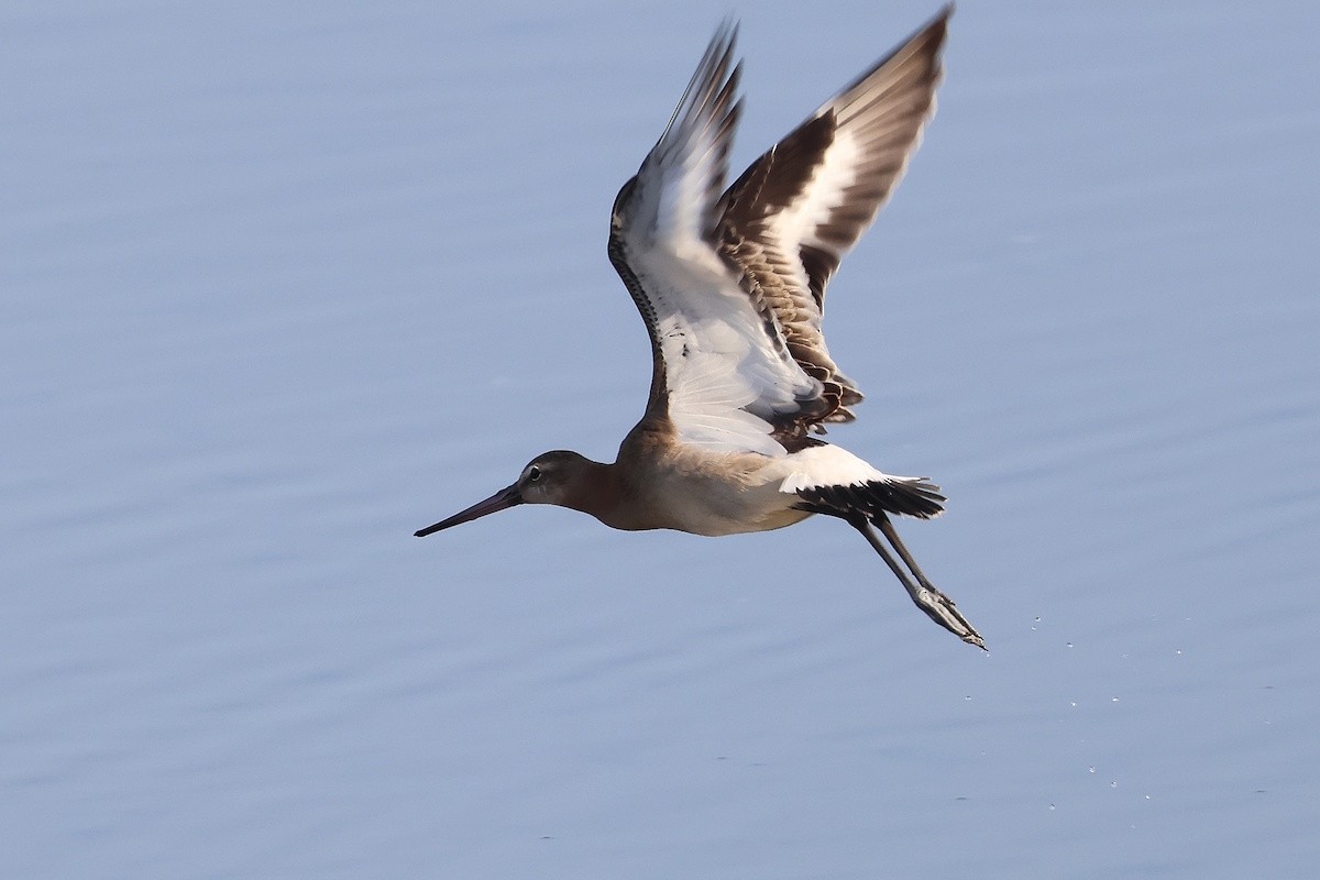 Pittima reale - ML646392612