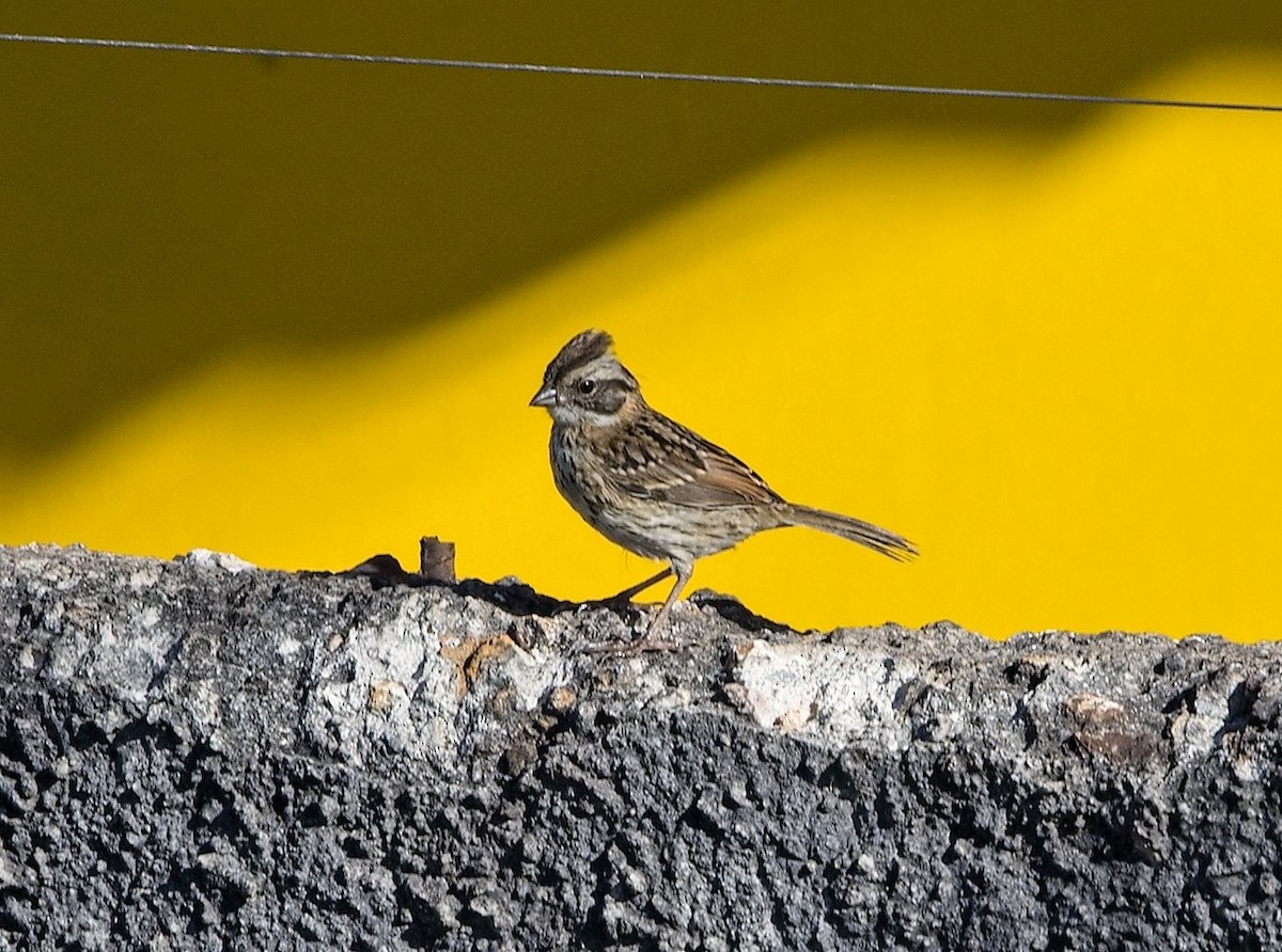 Rufous-collared Sparrow - ML646392613