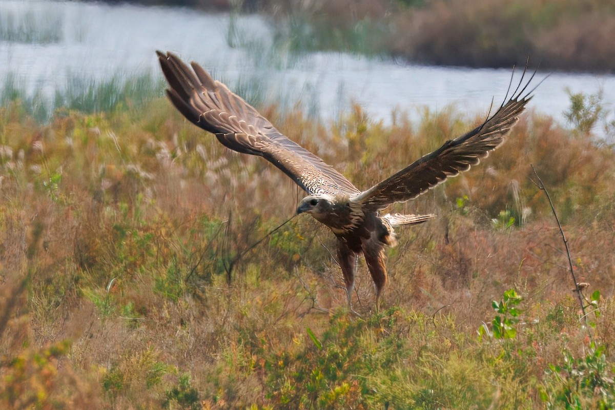 Eastern Marsh Harrier - ML646392614