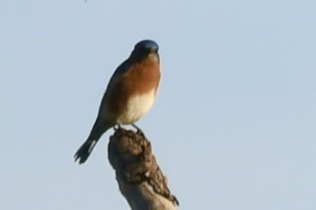 Eastern Bluebird - ML646392615