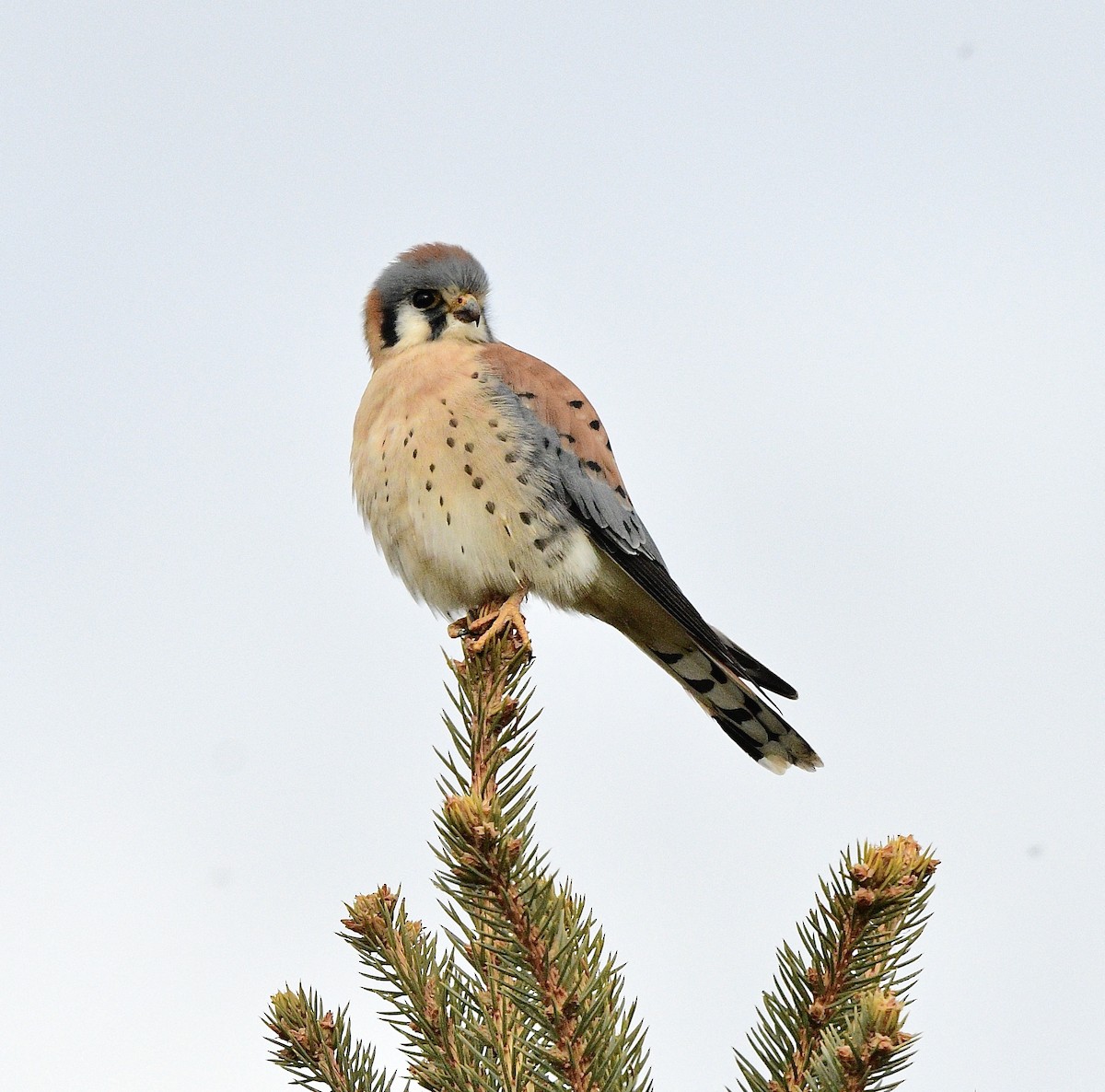 American Kestrel - ML646392616