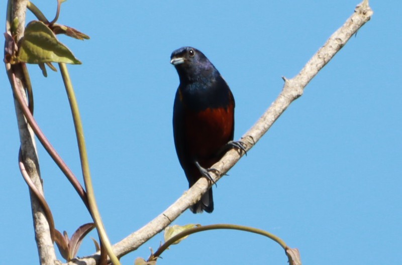 Chestnut-bellied Euphonia - ML646392617