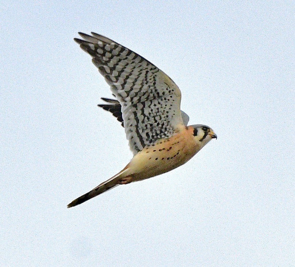 American Kestrel - ML646392618