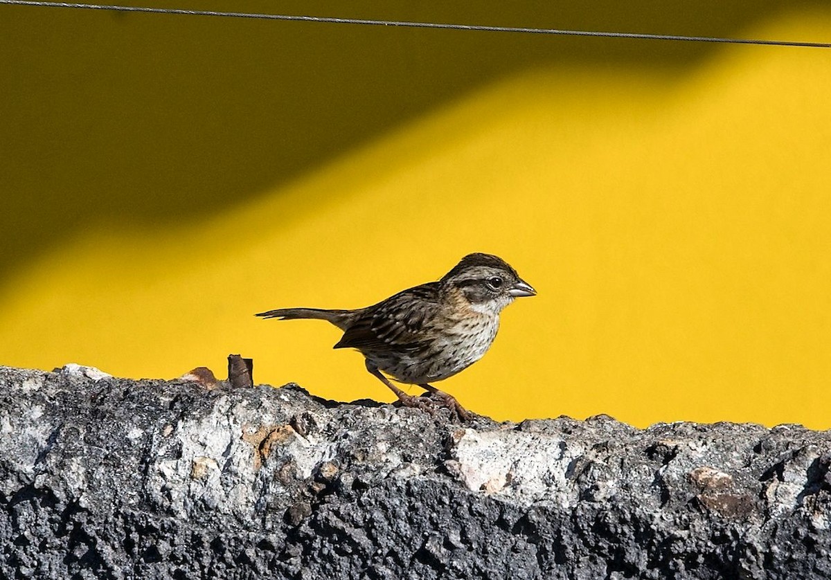 Rufous-collared Sparrow - ML646392620