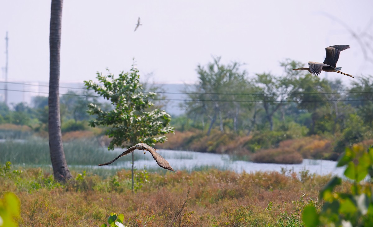 Airone rosso - ML646392621