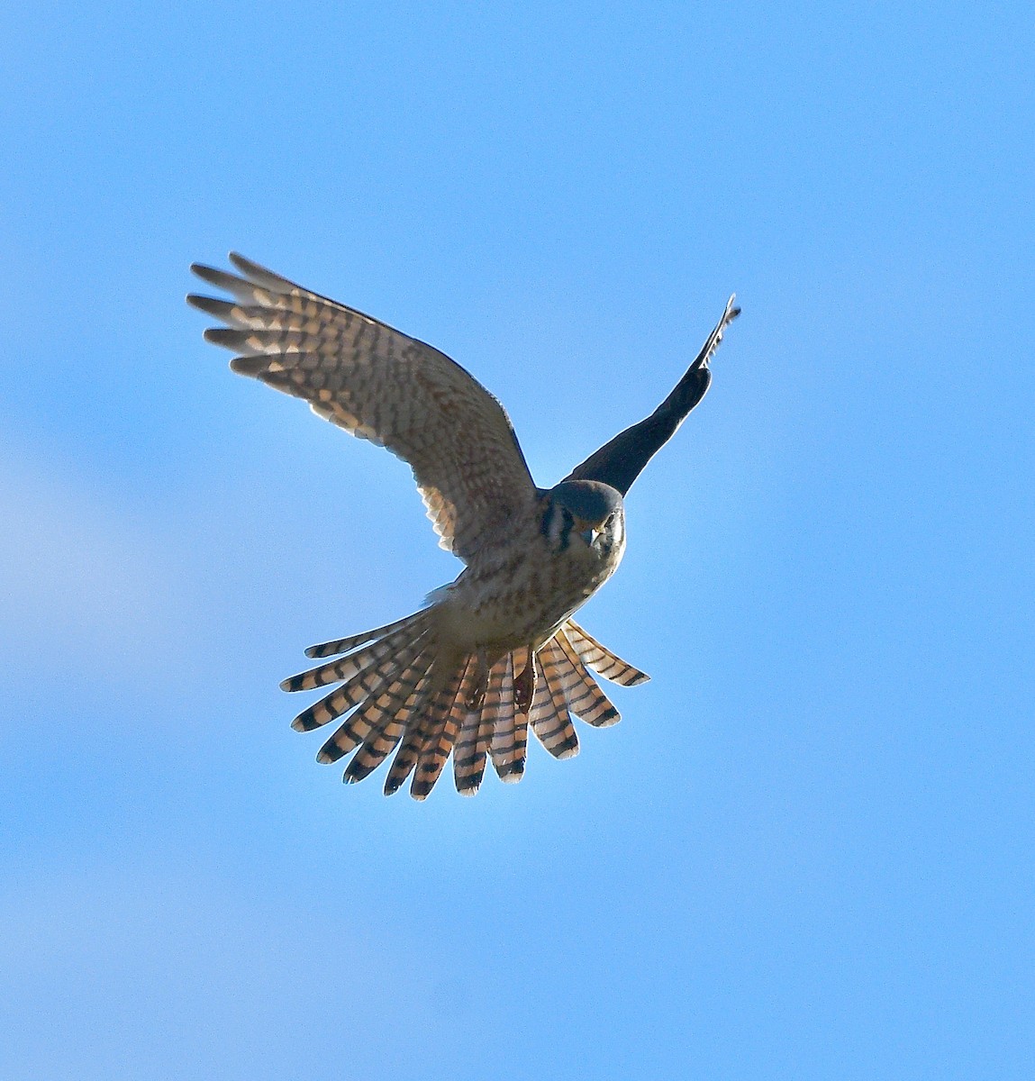 American Kestrel - ML646392622