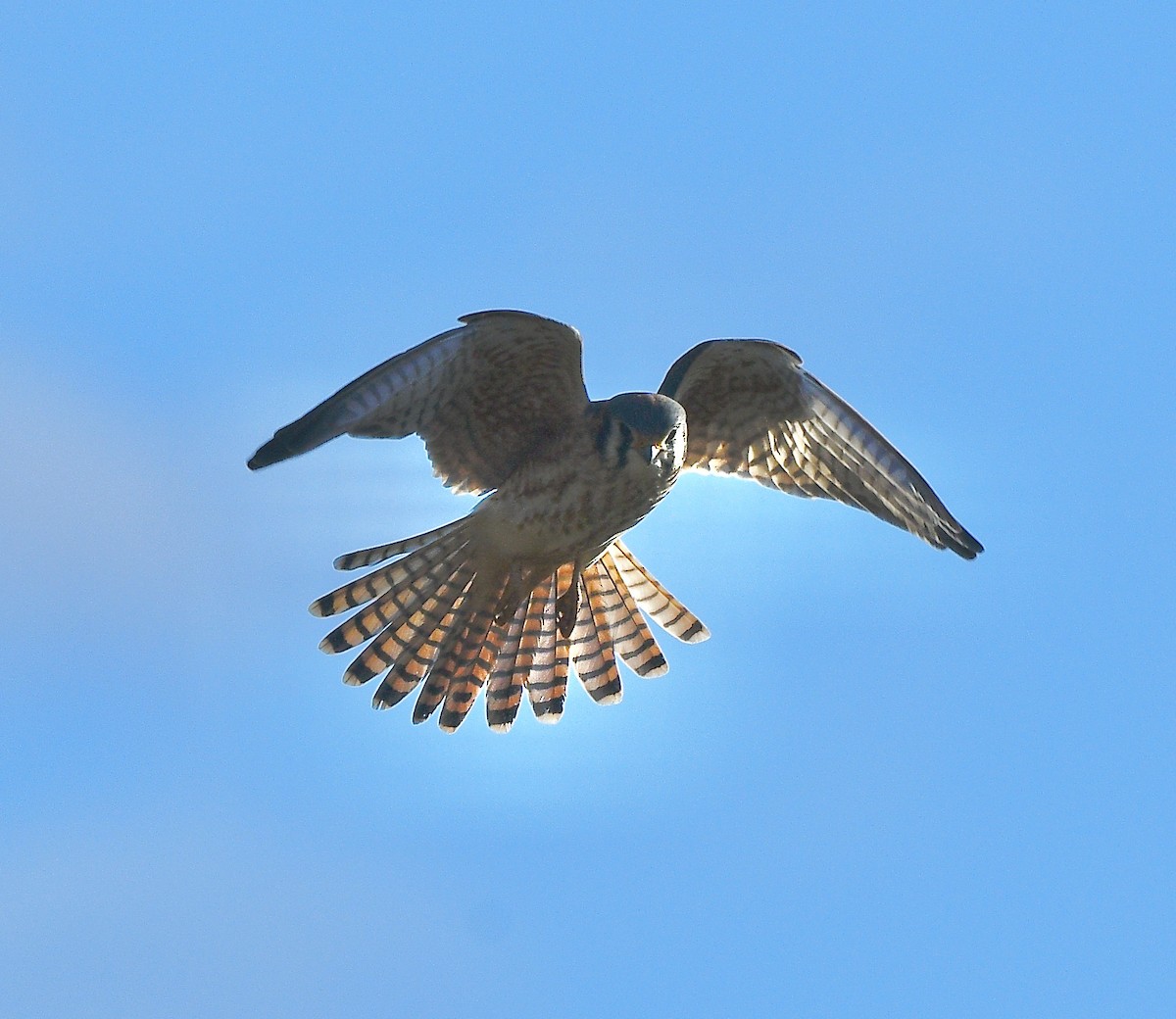 American Kestrel - ML646392623