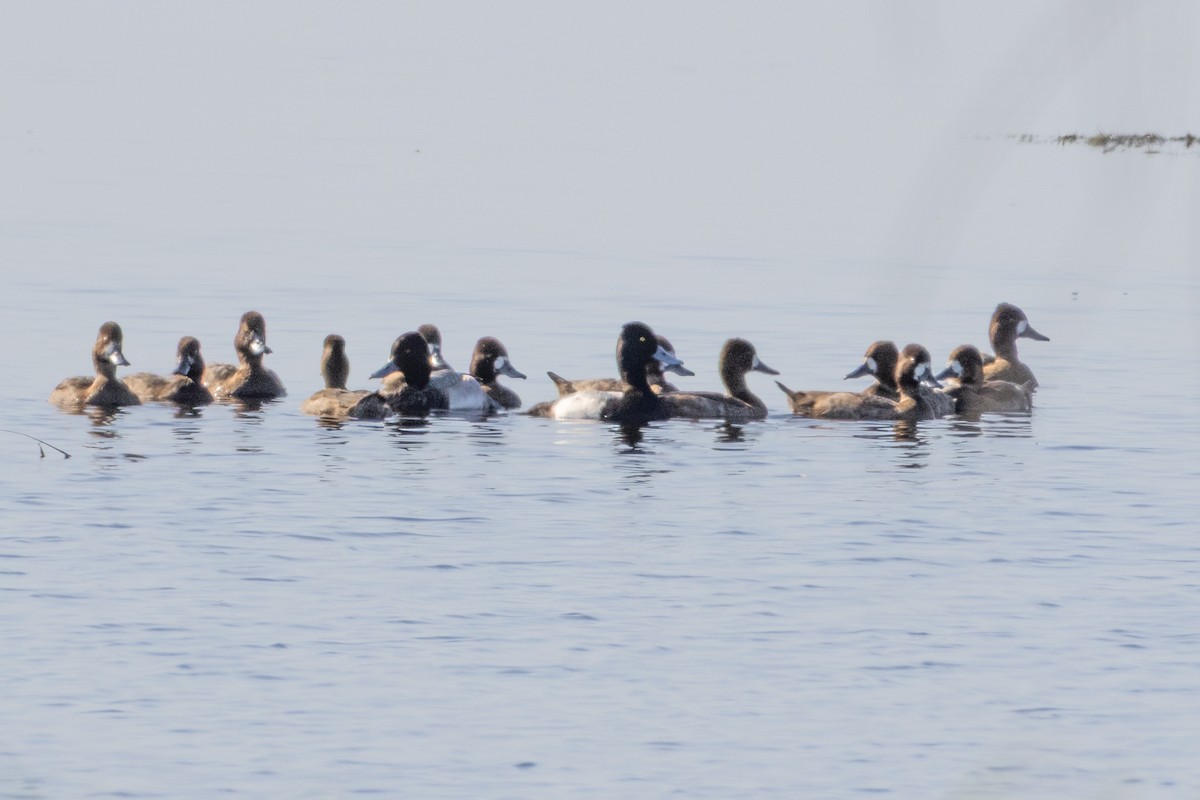 Lesser Scaup - ML646392624