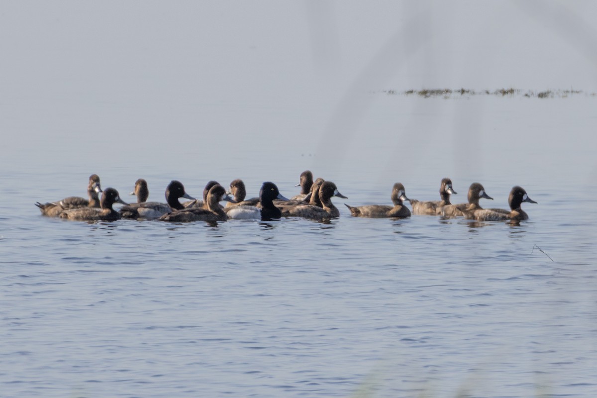 Lesser Scaup - ML646392625