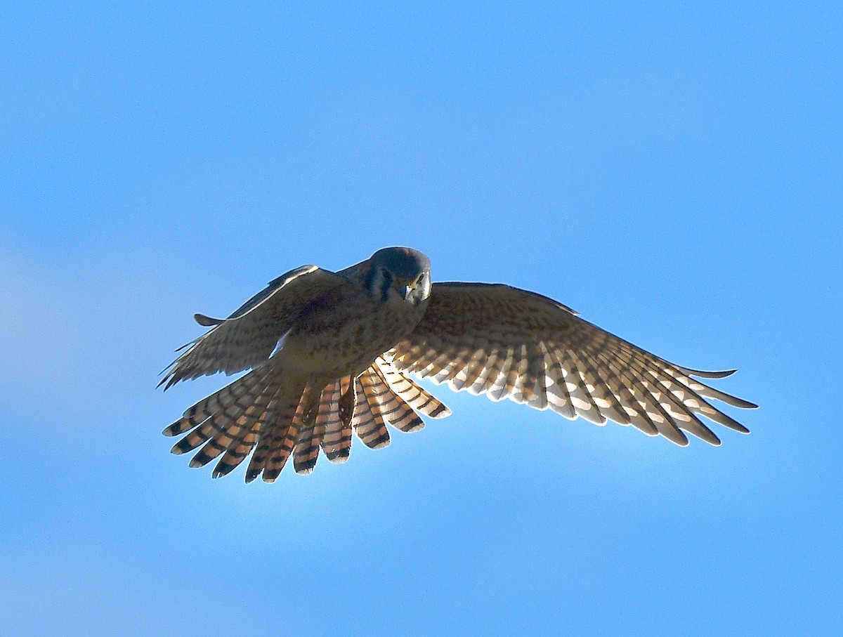 American Kestrel - ML646392626