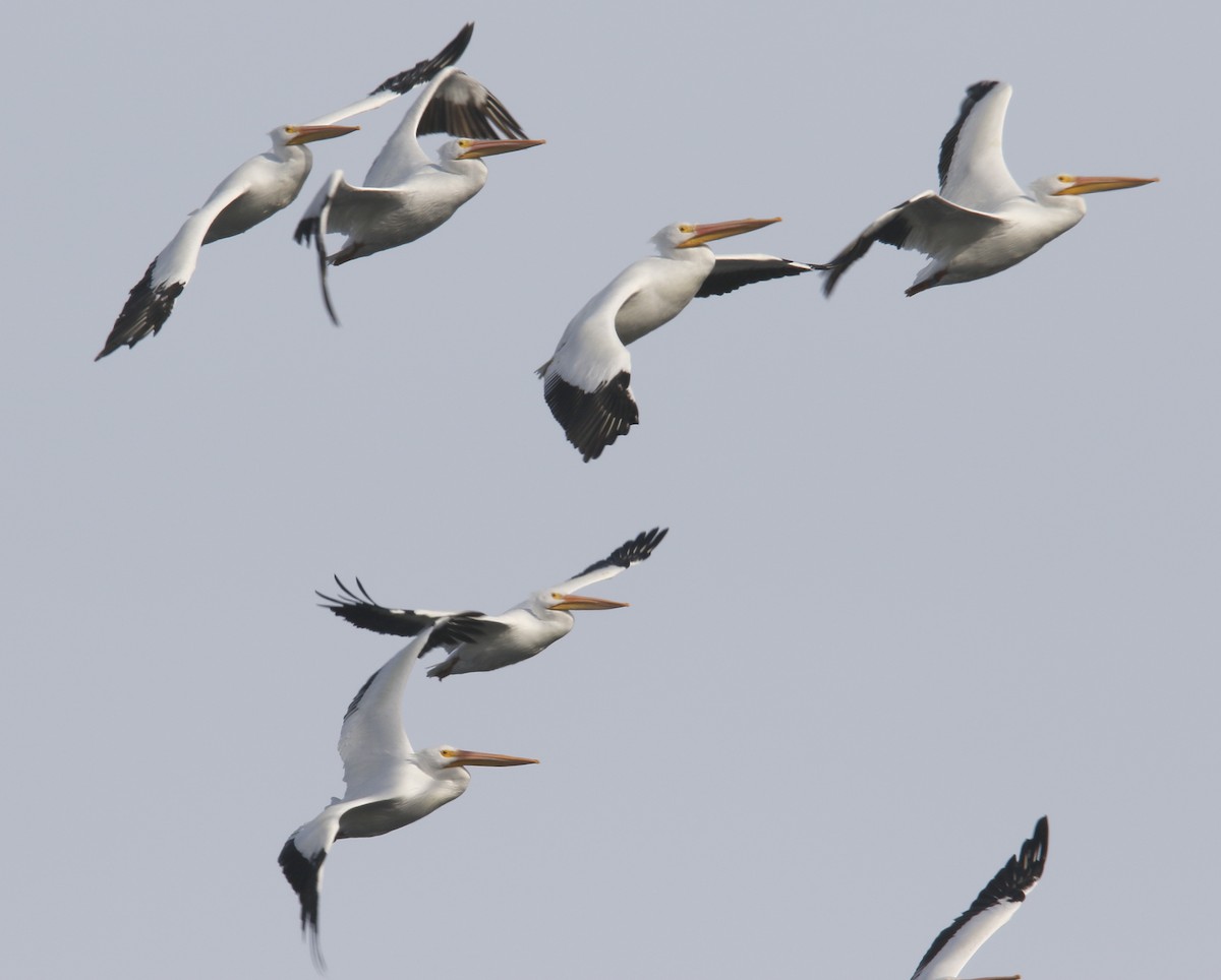 American White Pelican - ML646392627