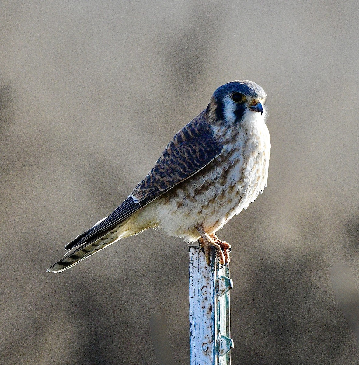 American Kestrel - ML646392628