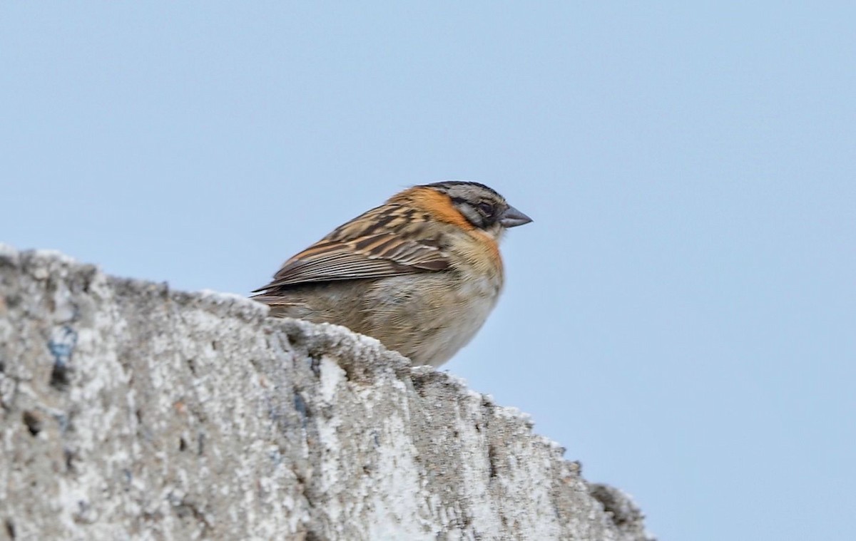 Rufous-collared Sparrow - ML646392629