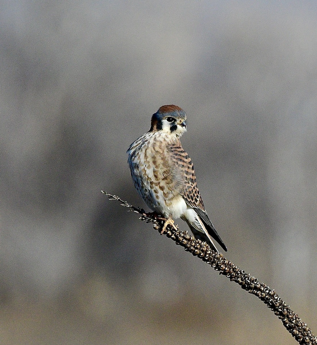 American Kestrel - ML646392630