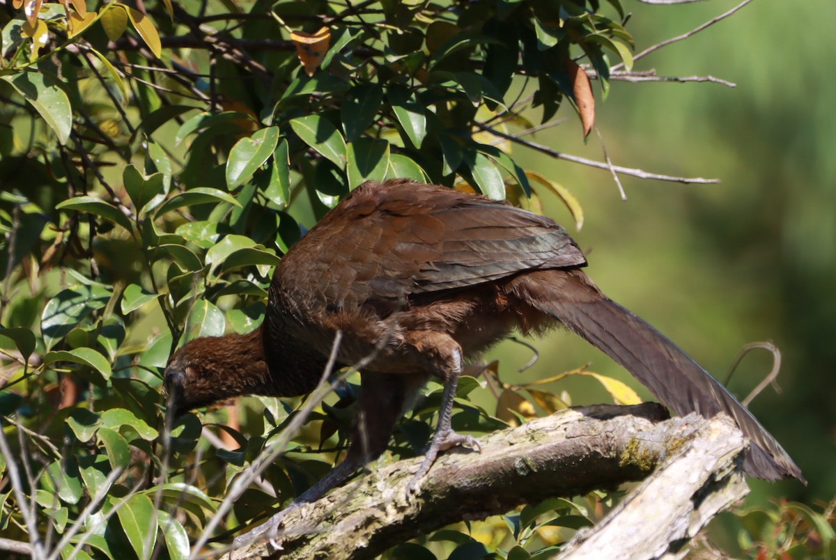 Scaled Chachalaca - ML646392631