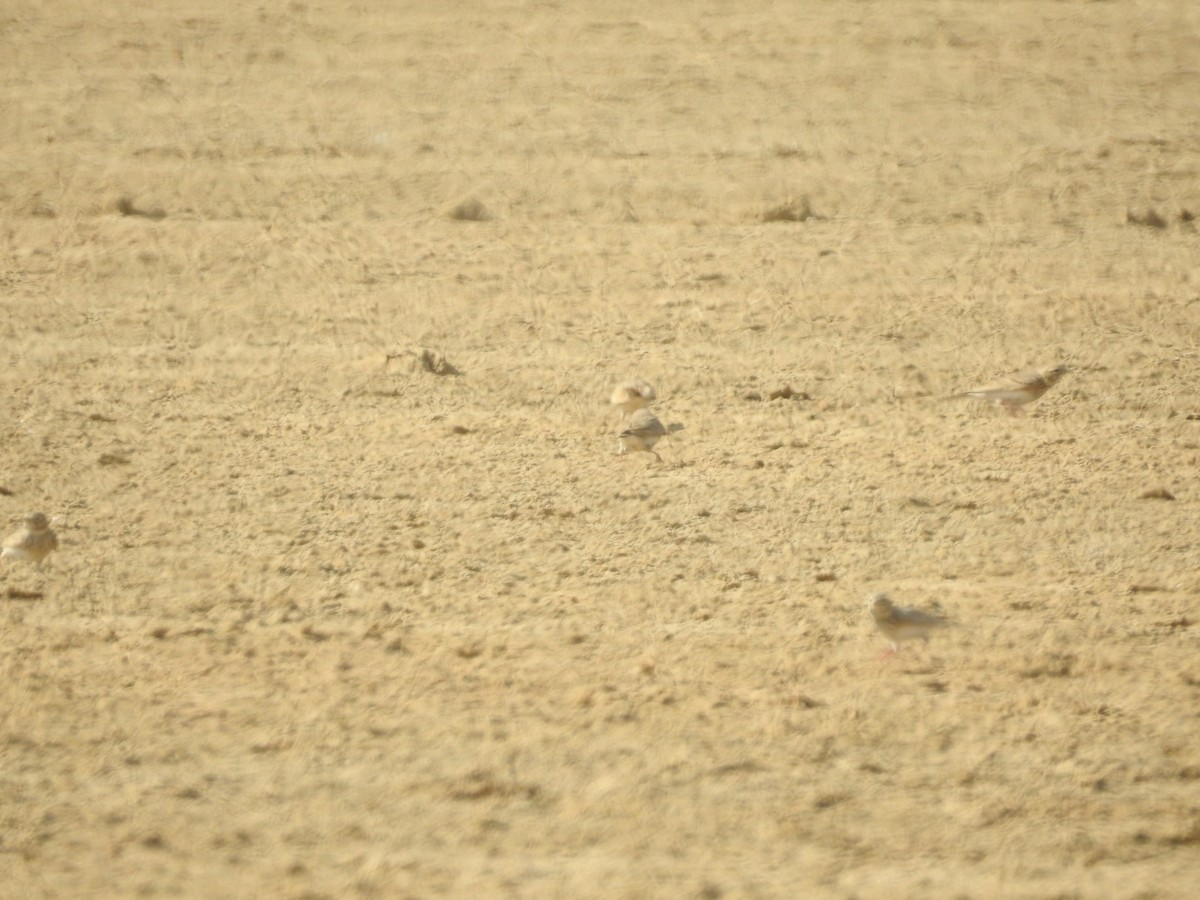 skřivánek turkestánský - ML646392637