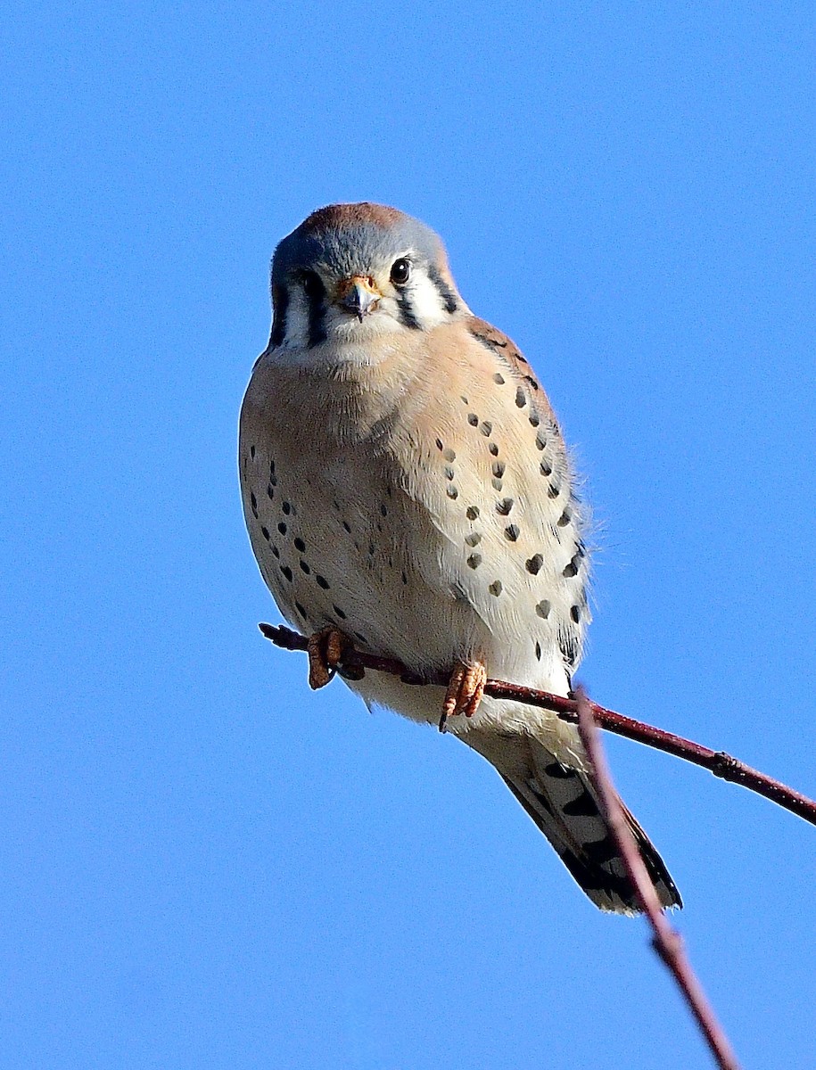 American Kestrel - ML646392638