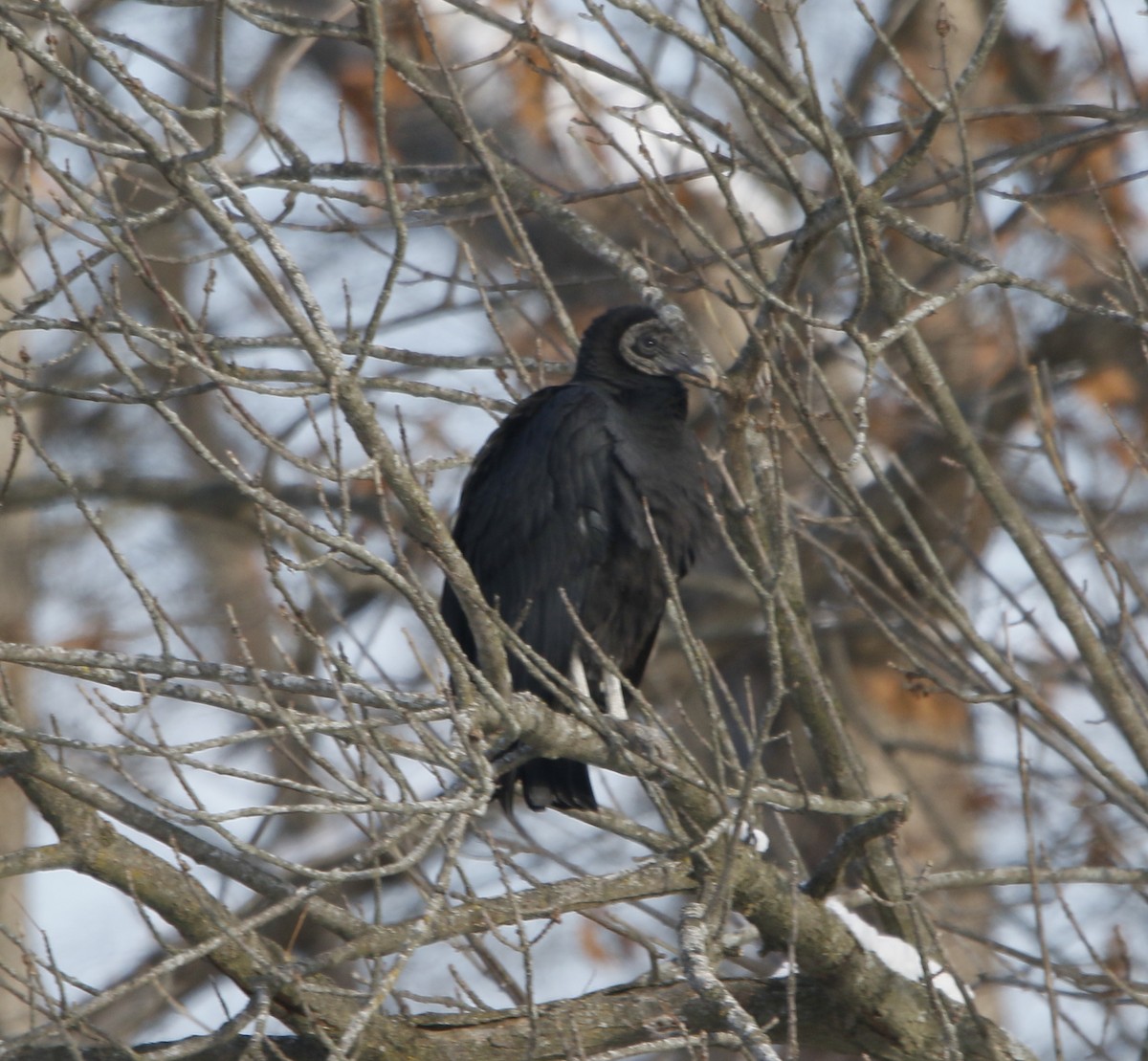 Black Vulture - ML646392640