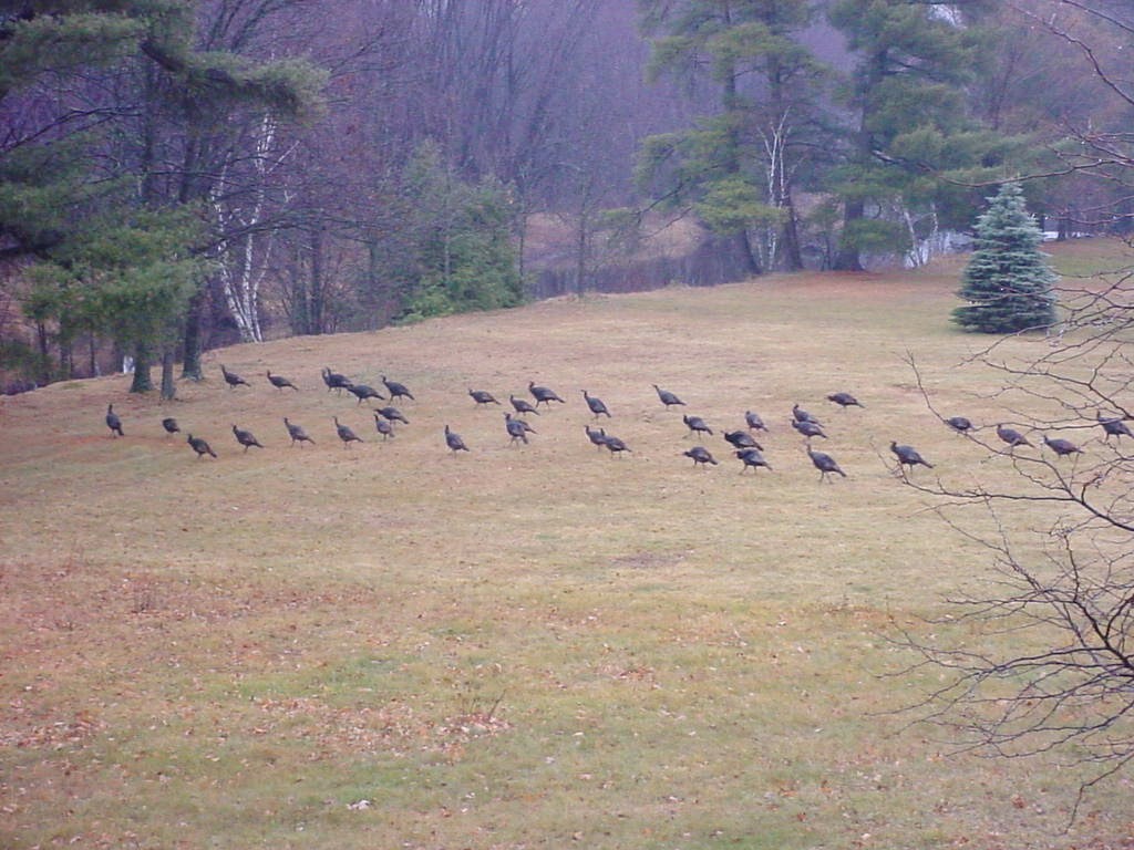 Tacchino selvatico - ML646392641