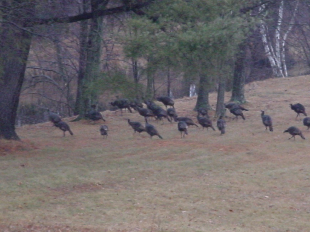 Tacchino selvatico - ML646392642