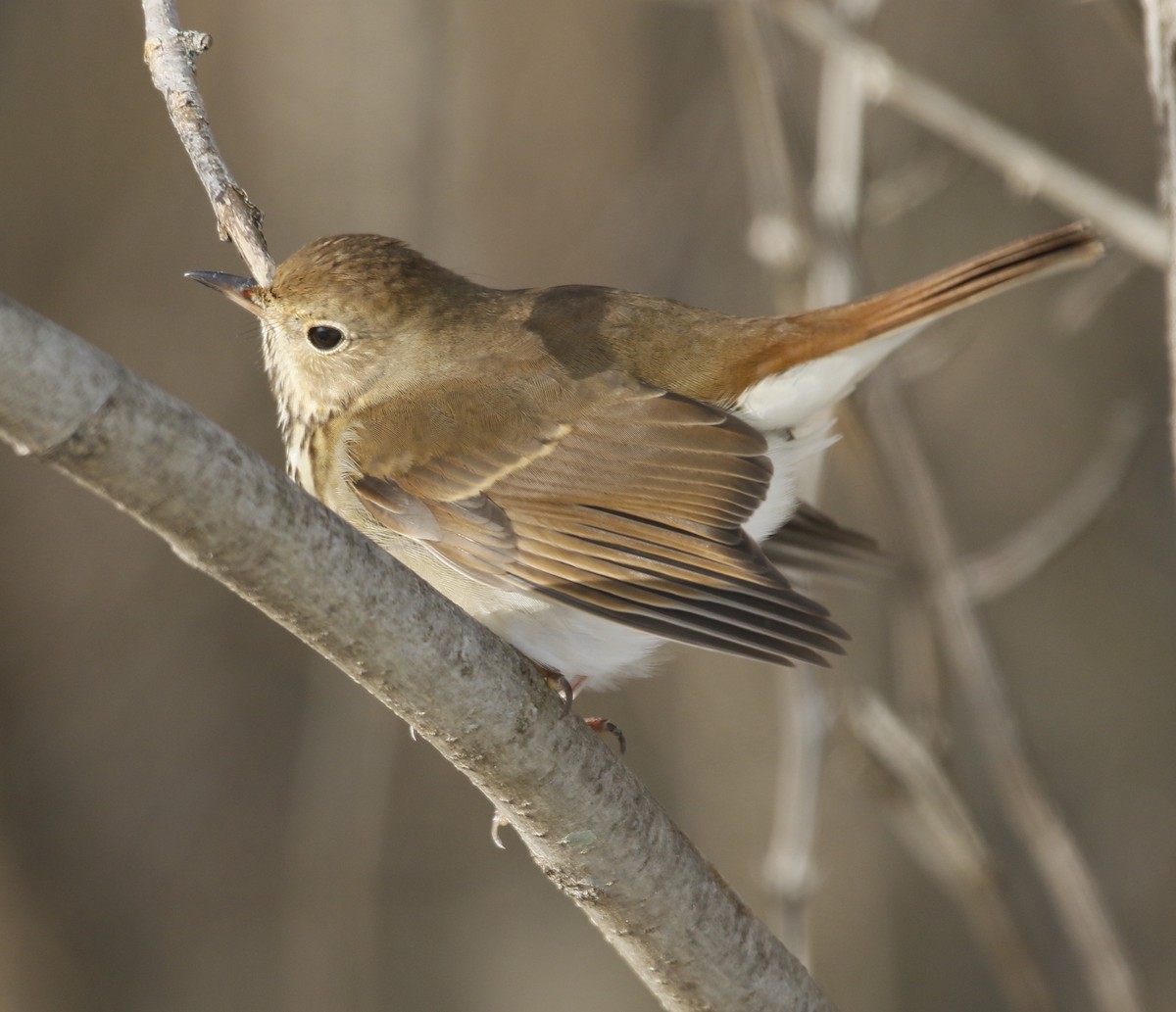 Tordo di Pallas - ML646392644