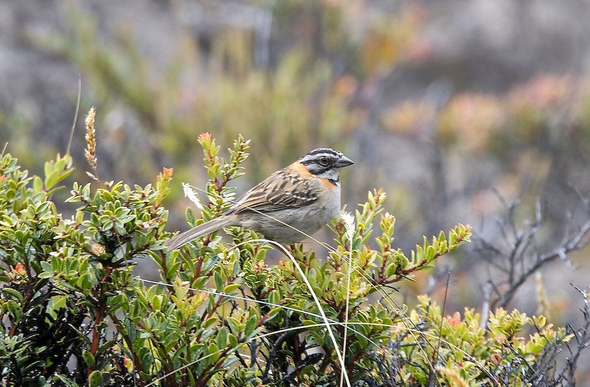 Rufous-collared Sparrow - ML646392645
