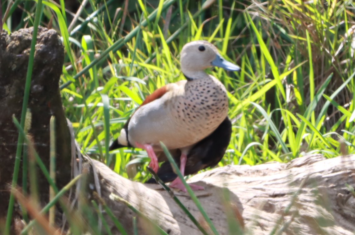 Alzavola dagli anelli - ML646392646