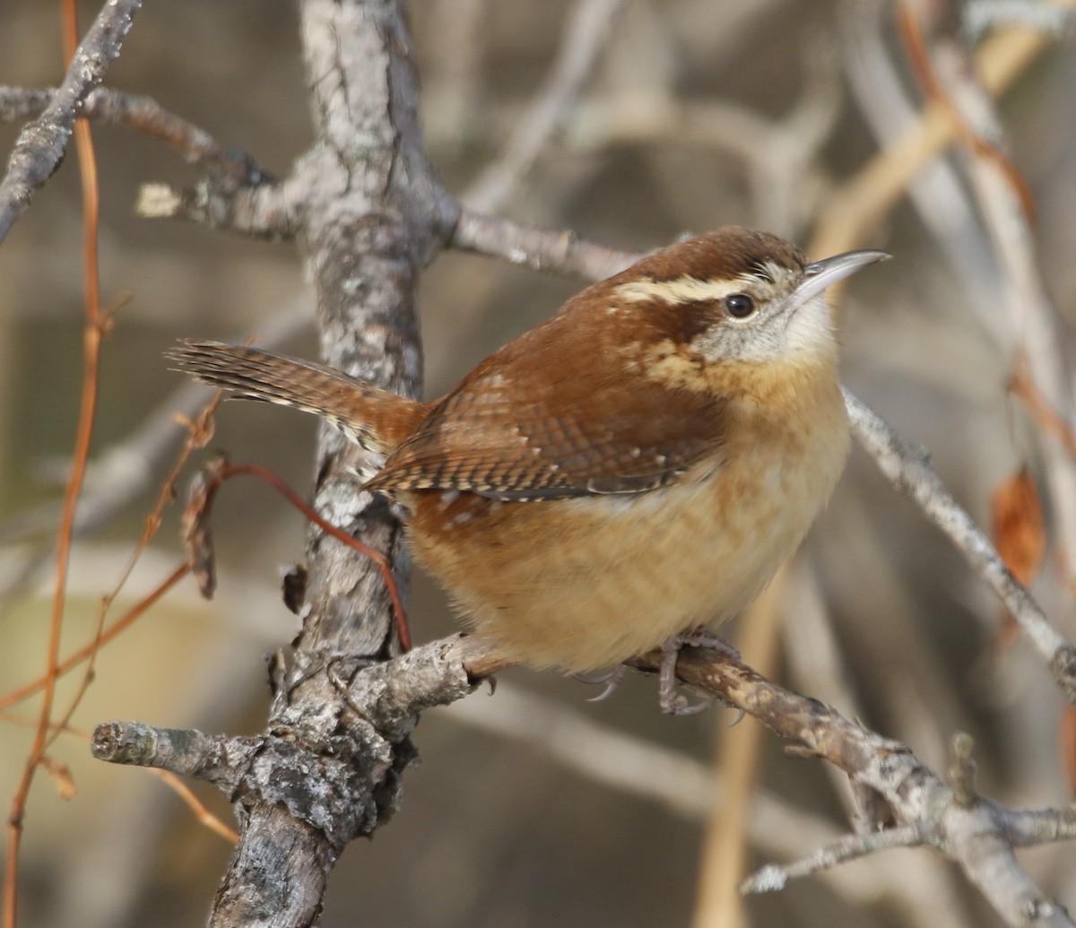 Carolina Wren - ML646392647