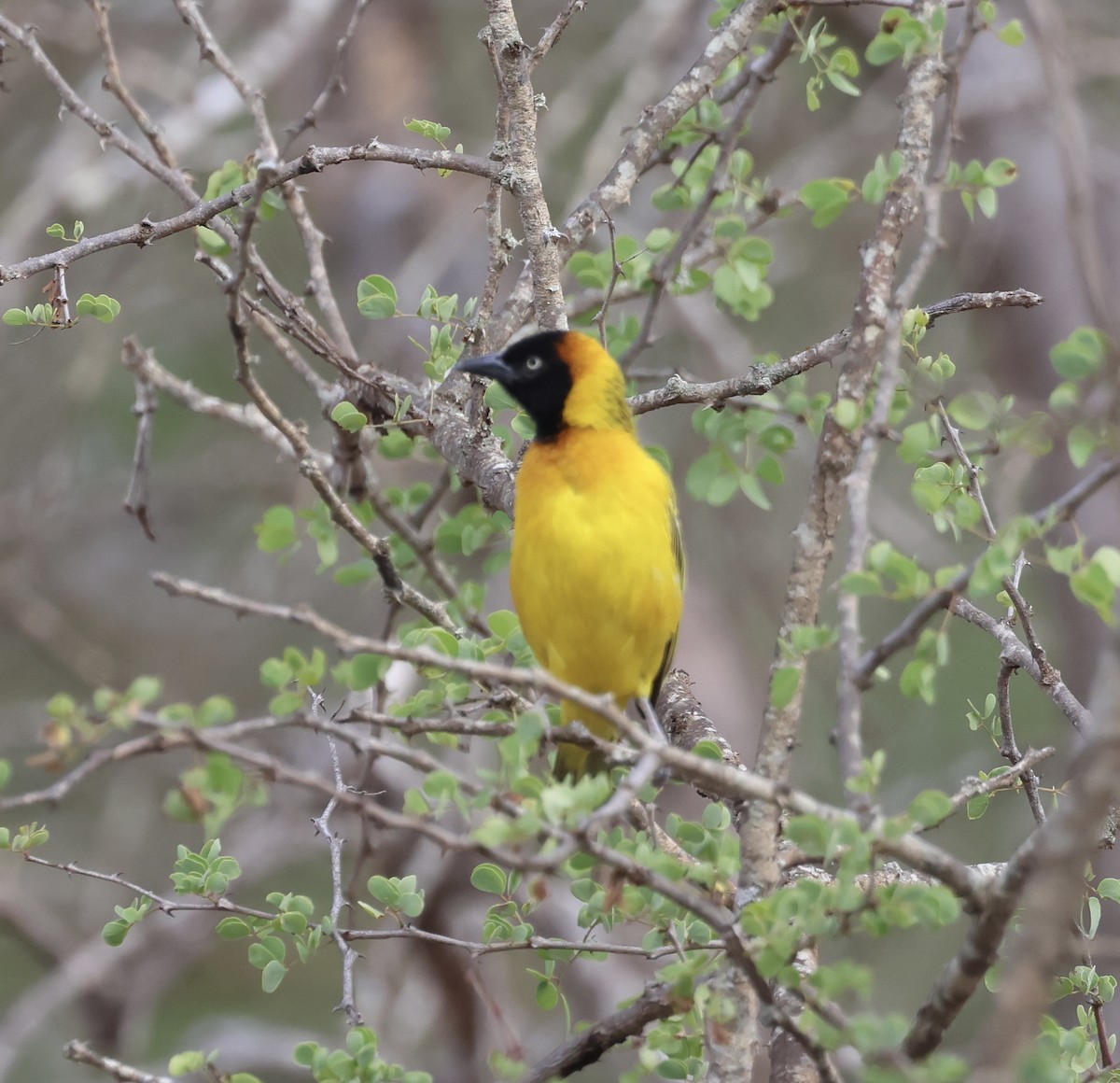 Lesser Masked-Weaver - ML646392648