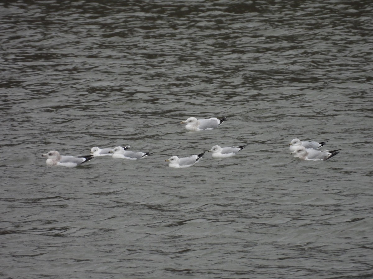 Gavina americana - ML646392649